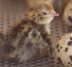 Fertile Mixed Quail Eggs (Per Egg)
