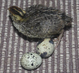 Fertile Mixed Quail Eggs (Per Egg)
