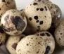 Fertile Mixed Quail Eggs (Per Egg)