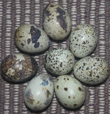 Fertile Mixed Quail Eggs (Per Egg)