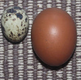 Fertile Mixed Quail Eggs (Per Egg)