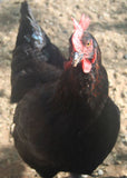 Black Copper Marans Eggs (Per Egg)