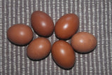 Black Copper Marans Eggs (Per Egg)