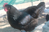 Black Copper Marans Eggs (Per Egg)