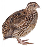 Not Fertile Quail Eggs (10)