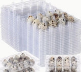 Quail Egg Tray (12)