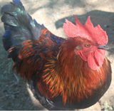 Black Copper Marans Eggs (Per Egg)